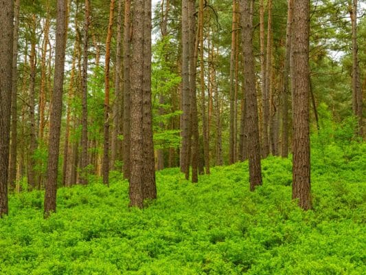 Wald 0208009